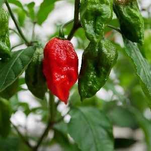 King Chilli (Bhoot Jolokia / Ghost Pepper)