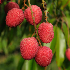 Litchi