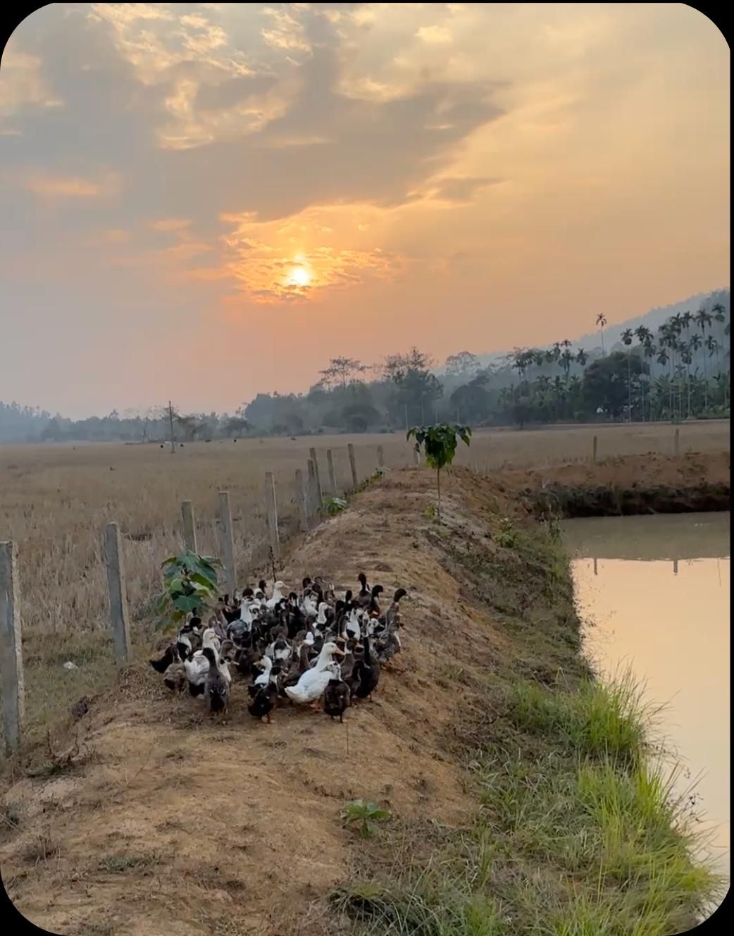 Ducks by the pond at sunset