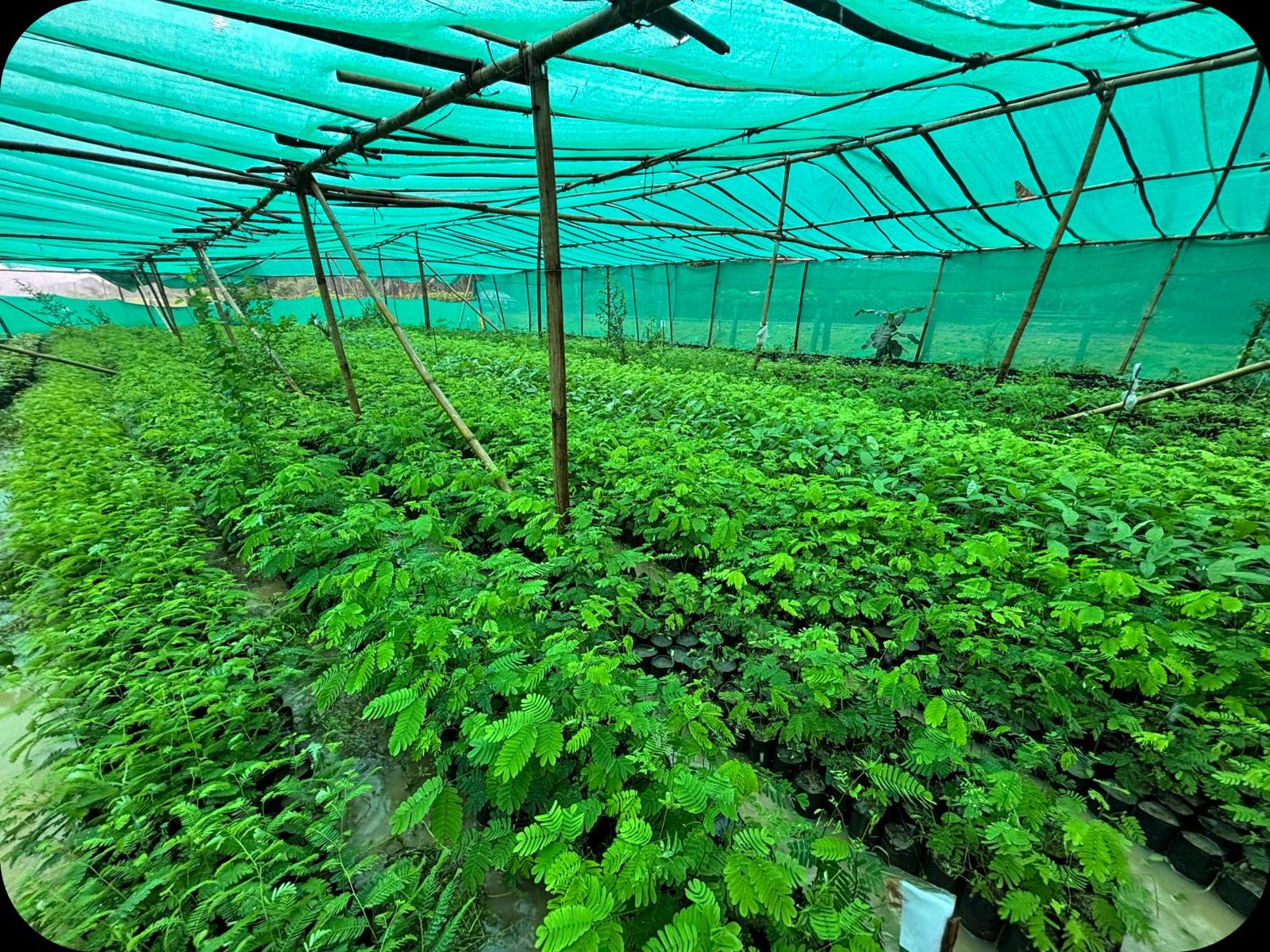 Seedlings growing under the shade-net nursery